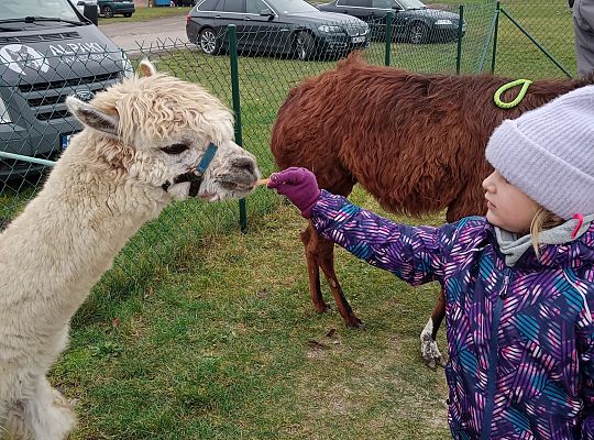 Spotkanie z lamą i alpakami