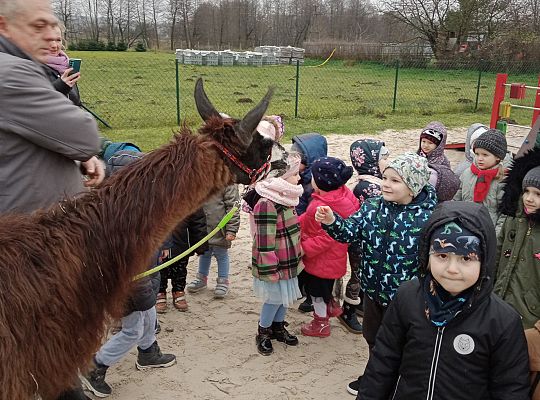 Spotkanie z lamą i alpakami