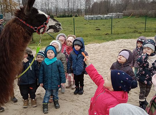 Spotkanie z lamą i alpakami