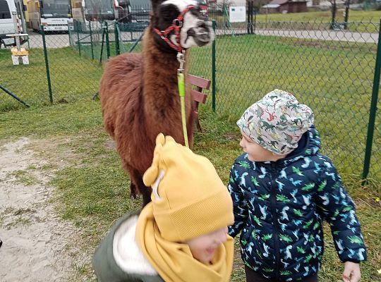 Spotkanie z lamą i alpakami