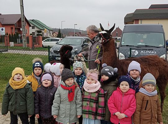 Spotkanie z lamą i alpakami