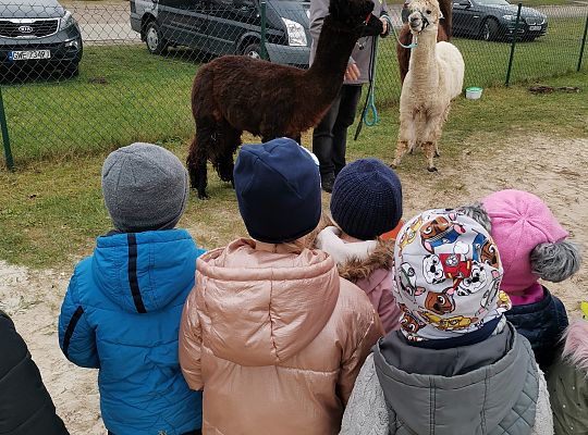 Alpaki i lama w naszym przedszkolu