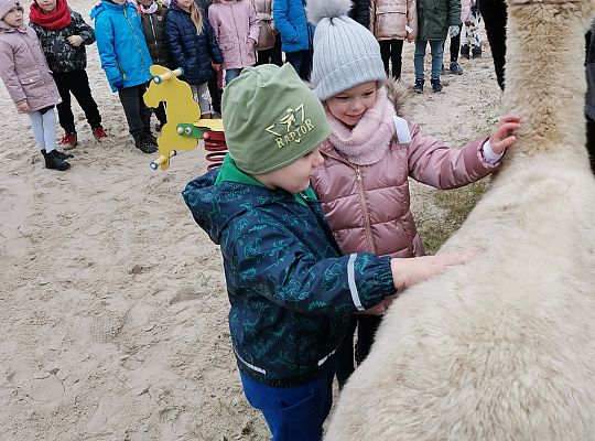 Alpaki i lama w naszym przedszkolu