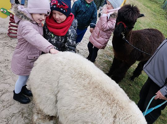 Alpaki i lama w naszym przedszkolu