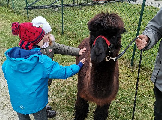 Alpaki i lama w naszym przedszkolu
