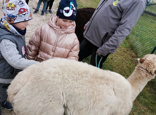 Alpaki i lama w naszym przedszkolu