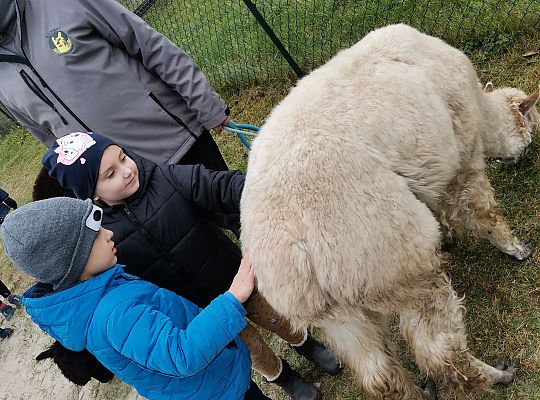 Alpaki i lama w naszym przedszkolu