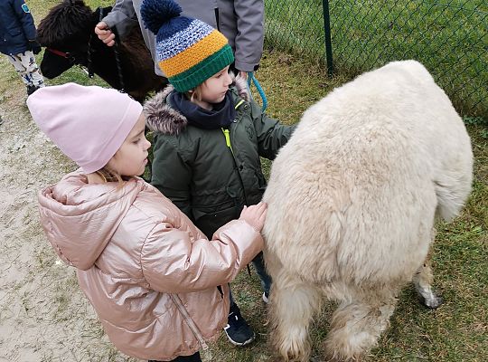 Alpaki i lama w naszym przedszkolu