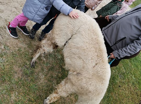 Alpaki i lama w naszym przedszkolu