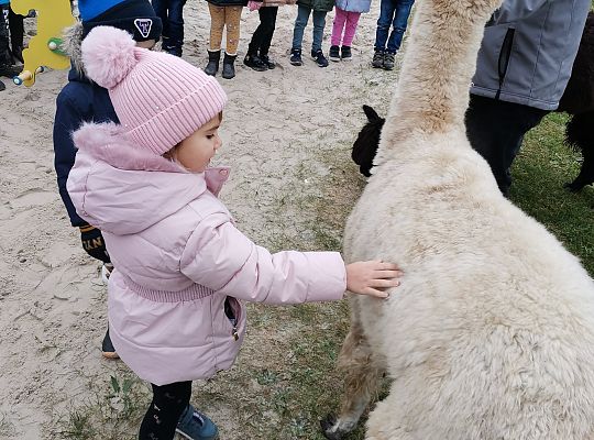 Alpaki i lama w naszym przedszkolu