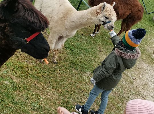 Alpaki i lama w naszym przedszkolu