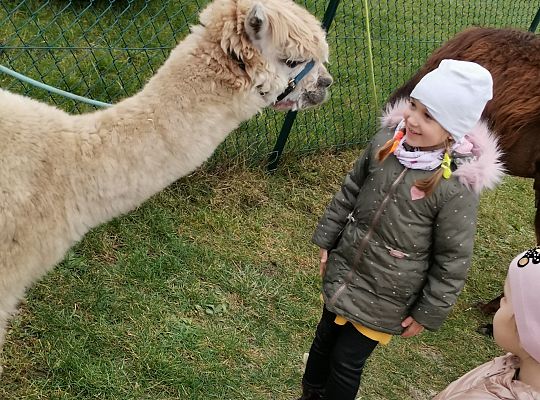 Alpaki i lama w naszym przedszkolu
