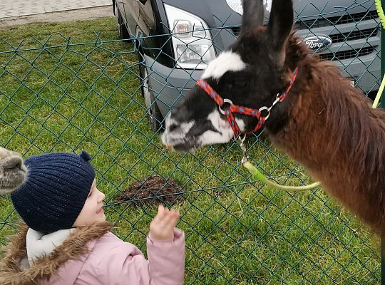 Alpaki i lama w naszym przedszkolu