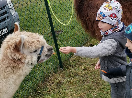 Alpaki i lama w naszym przedszkolu