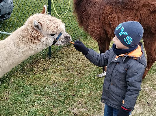 Alpaki i lama w naszym przedszkolu