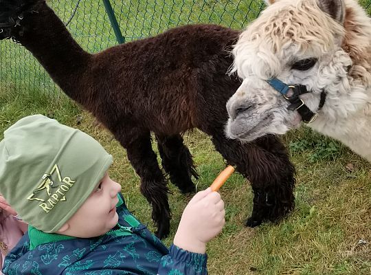 Alpaki i lama w naszym przedszkolu