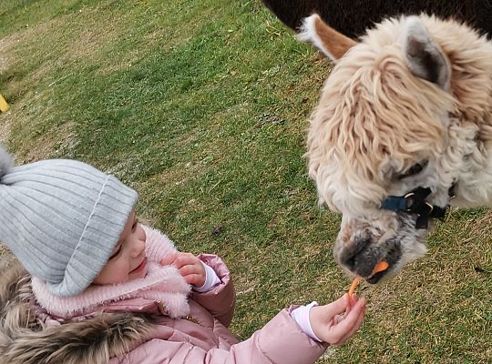Alpaki i lama w naszym przedszkolu