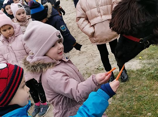 Alpaki i lama w naszym przedszkolu