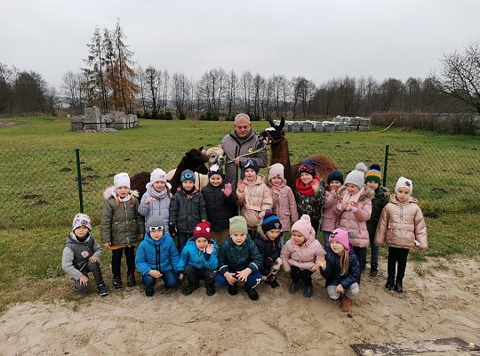 Alpaki i lama w naszym przedszkolu